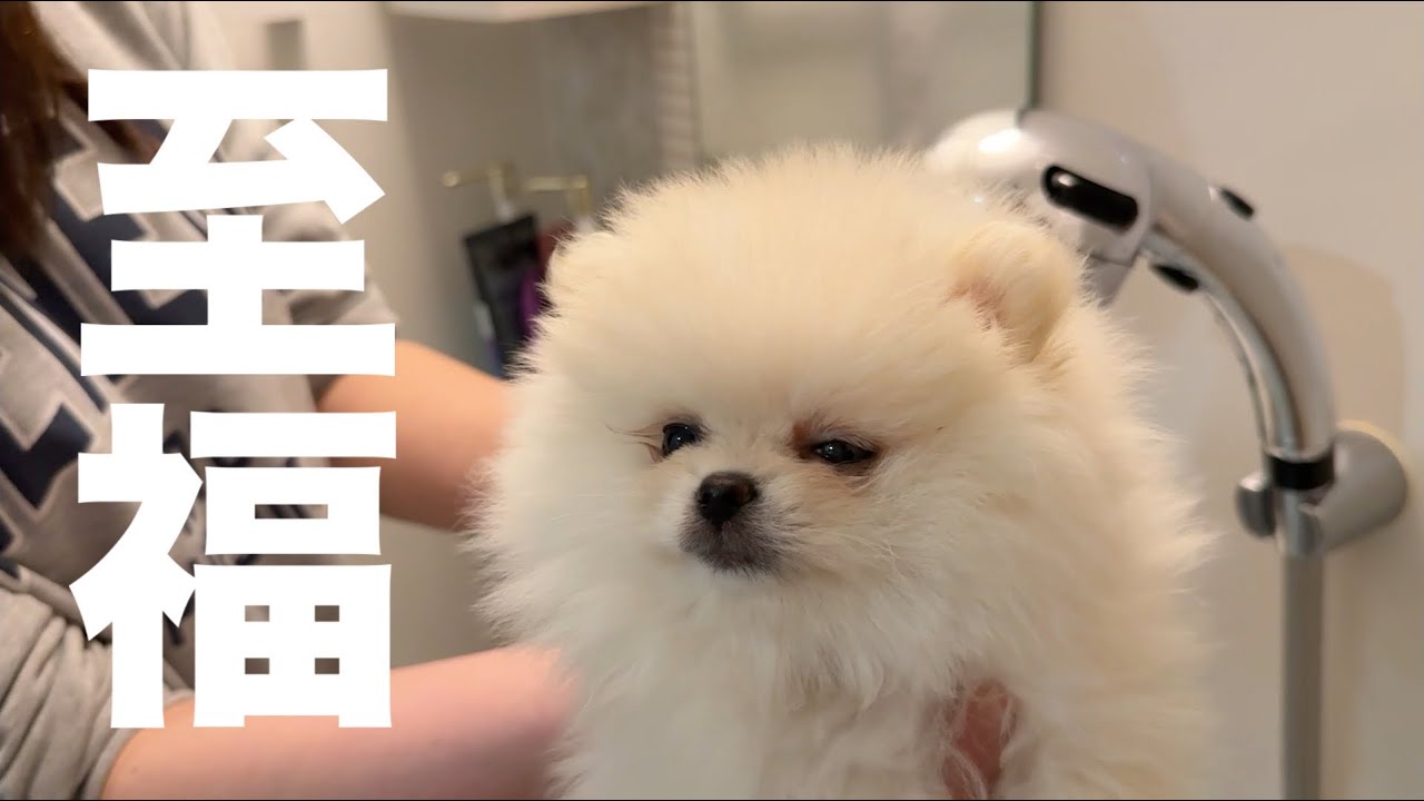 初めてのお風呂体験が気持ち良すぎたポメラニアンはこうなりました