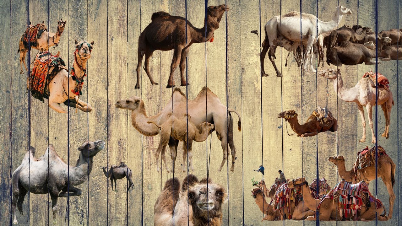 Стадо верблюдов, живущих в дикой природе