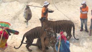 Tiger Temple (Official) - When staff don&#39;t shower...