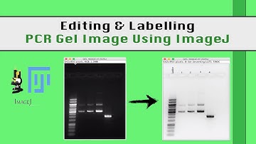 ImageJ for Editing & Labelling PCR Gel Image | Biotechnology