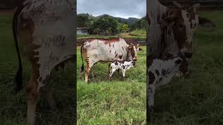 PREÇO DA VACA GORDA