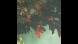 Yusuke Tsutsumi - Birds Flying in the Dark