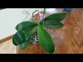 Most commonly asked questions about the water culture growing method for Phalenopsis orchids!