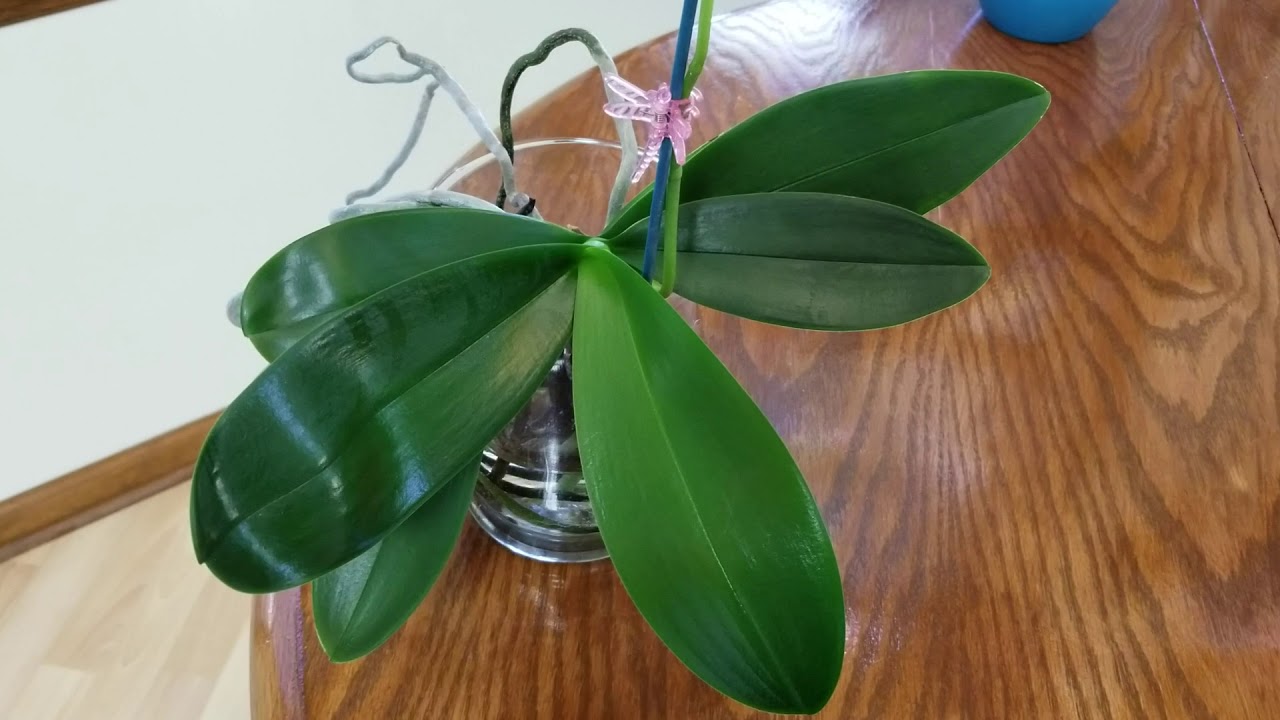 Most commonly asked questions about the water culture growing method for Phalenopsis orchids!