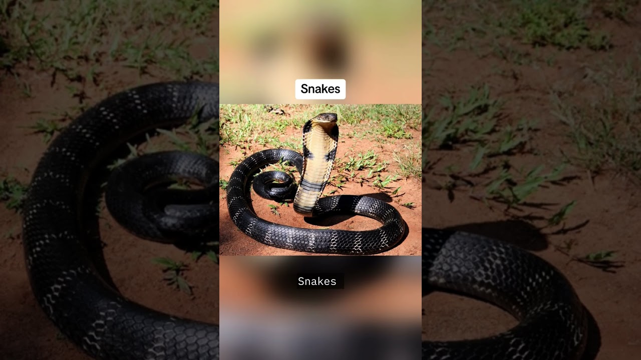 How Animals See The World 🌎  