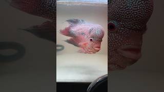 Louhan cencu aktif #lohan #louhan #cencu