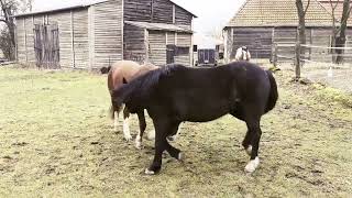 Pferdespiele screenshot 2