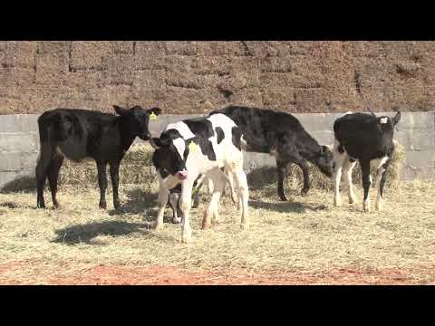 LOTE 32   118  123  124  122  113  120   LIQUIDAÇÃO FAZENDA CURRAL VELHO