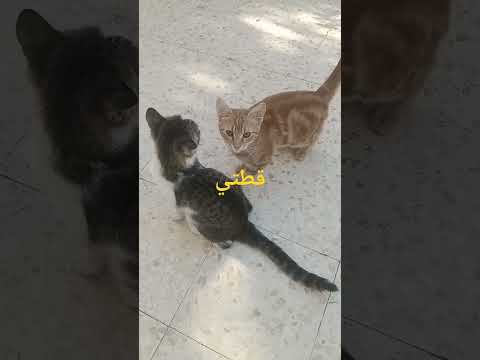 قطتي