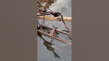 2022 Beaver Trapping Crossover Set