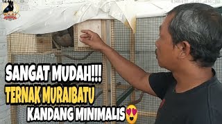SANGAT MUDAH!!! Ternak Muraibatu dengan kandang Minimalis || ABABIL BIRD FARM Purwokerto