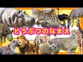 【子供向け動物アニメ】動物園へ行こう3★アフリカ サバンナに生息するどうぶつたち｜サファリパーク 肉食動物や草食動物を観察｜ライオン ぞう ヒョウ カバ｜楽しく動物の名前を覚える動画