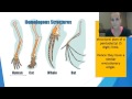 Comparative Anatomy Insights and Evolutionary Relationships