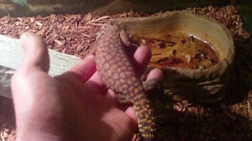 taming a red ackie monitor part 1