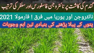 Gandam Ki Fasal Ko Sahi Khad Aur Pani Kab Lagain 2021 | Wheat Crop Plan For Nitrophos And Can 2021
