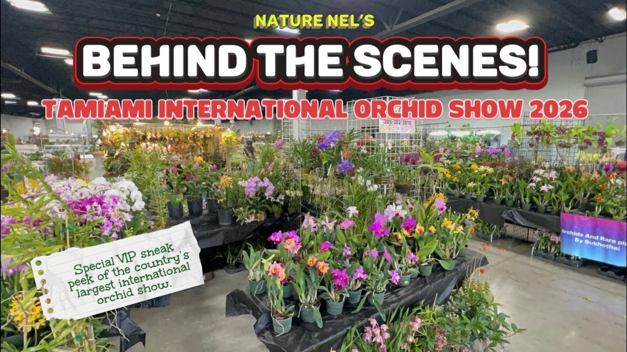 Exclusive Behind the Scenes: Tamiami Orchid Show 2026 VIP Tour 