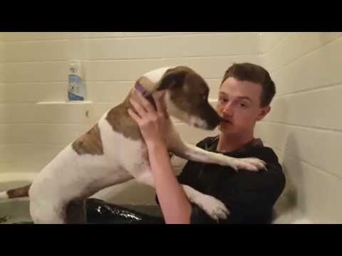 Come lavare il tuo cane