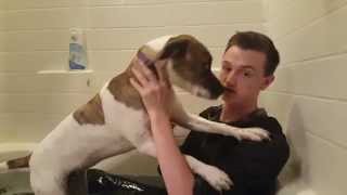 How to wash your dog by Lukus Hughes 66,924 views 8 years ago 7 minutes, 40 seconds