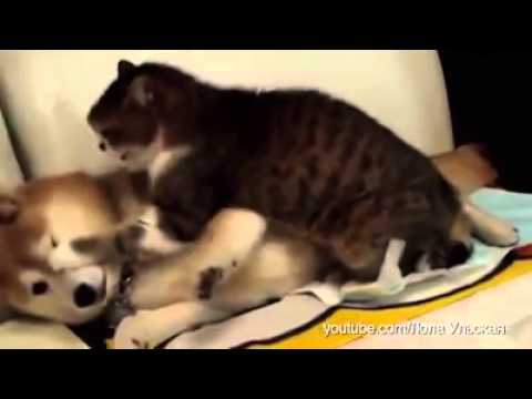 ძაღლი და კატა / dzagli da kata