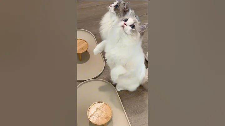 Video 9278671: catfood