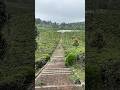 Nuansa Alam Pedesaan Pemandangan Estetik perkebunan di puncak gunung Cianjur Selatan #alampedesaan