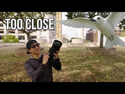 I Brought the WRONG Lens for These Birds thumbnail