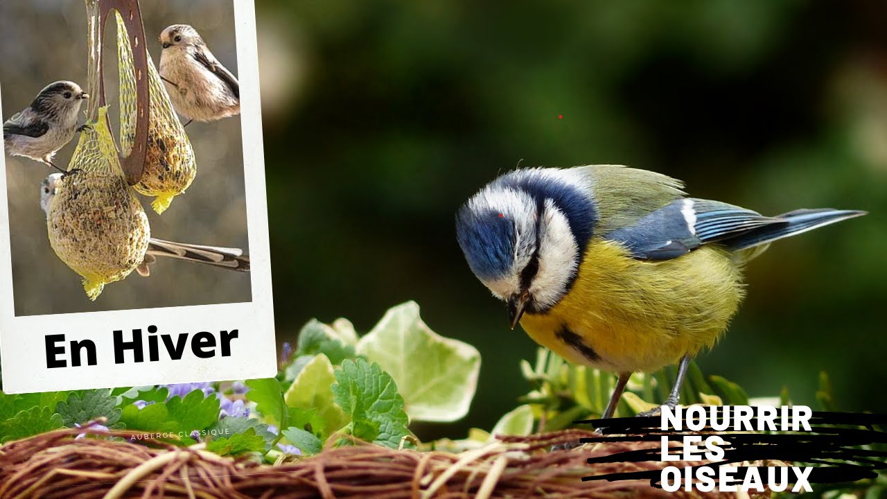 Nourrir les Oiseaux du Jardin - Guide pratique - Louernos Nature