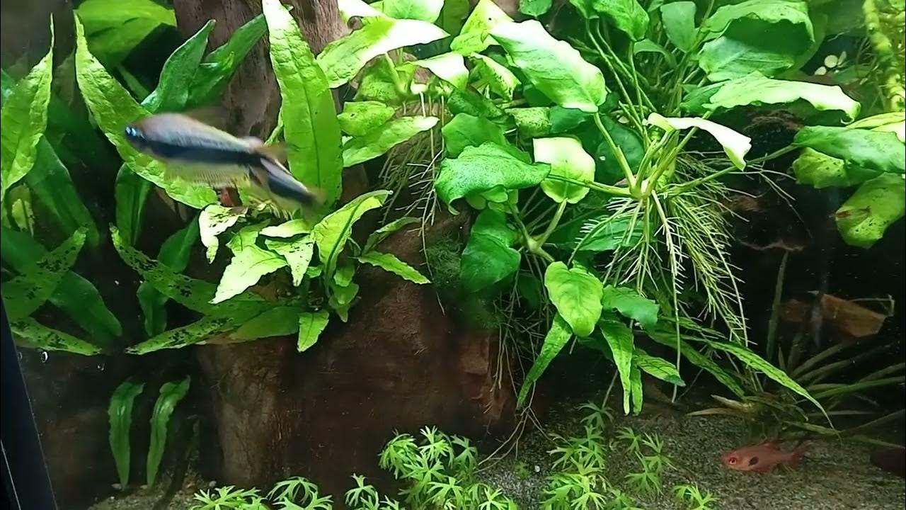 Kaisertetras Emperor Tetra 200l Aquarium YouTube
