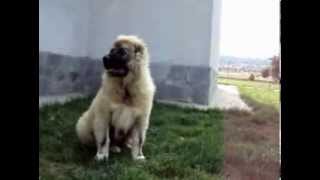 Caucasian Shepsherd Dog