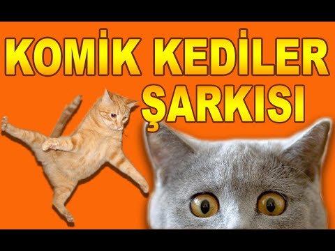 MİNİK KEDİM ŞARKISI | En Komik Kedi Videoları Komik Kediler Şarkısı