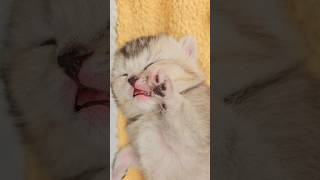 It's just nice to watch the facial expressions of a sleeping kitten