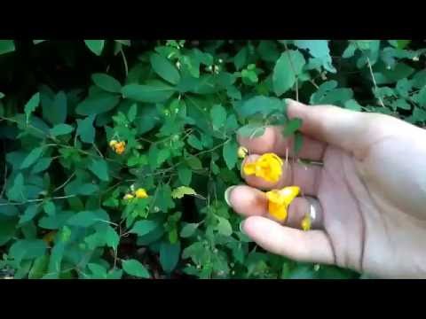 Early Fall Wild Edibles Walk! Free Food and Medicine in your Yard