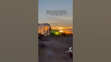 ايه من سوره فاطر  الايه 10
