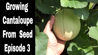 Growing cantaloupes (and honeydew?) from seed and store bought fruit
the are going crazy! i just don't mean in growth! same sto...