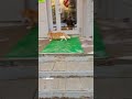 Рыжий повзрослел ✌
