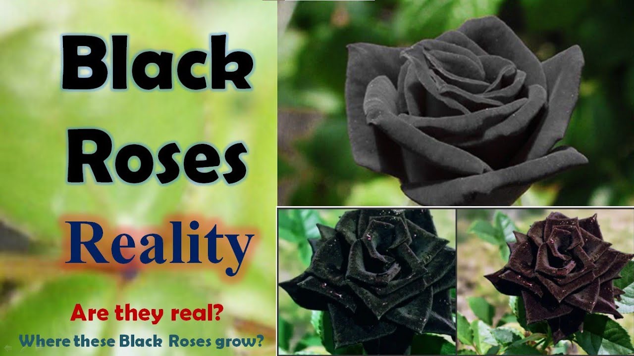 Real Black Roses Know The Details Youtube