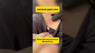 Напали дикие осы #выживание #природа #оса #насекомые #шалаш #bushcraft #строительство #дикиеживотные