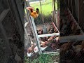#chisme #chicken #homestead #fyp #highlights