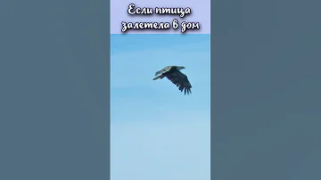 Если птица залетела в дом? #shorts