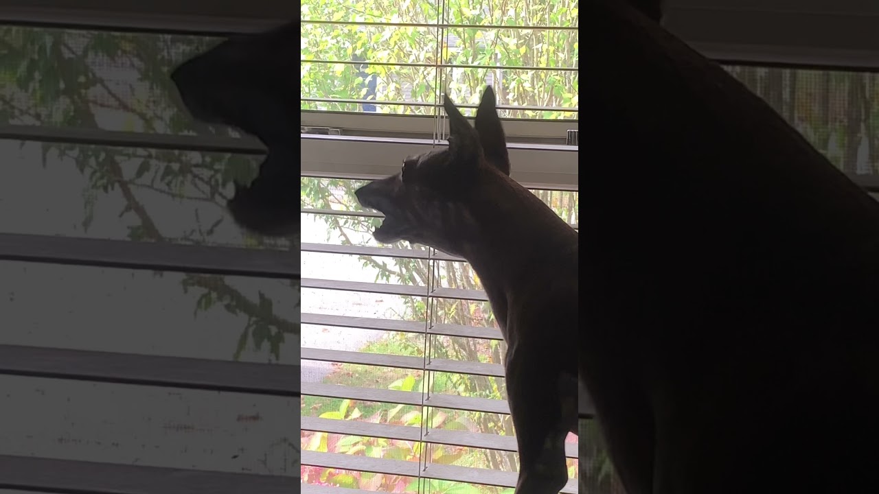 Dog Bark Slow-Motion