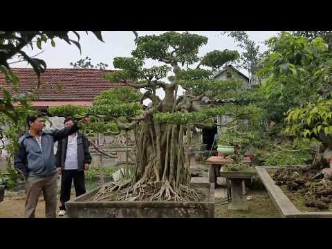 Video SH.559.Cây Sanh ôm Vại cổ những dấu ấn thời gian còn... - youtube
