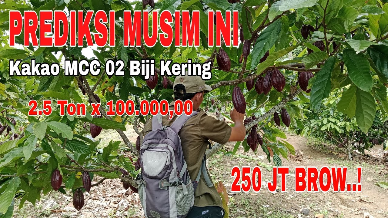 TAMBAH SEMANGAT BERKEBUN KAKAO KALAU BEGINI... ❗1 Hektar 800 Pokok Kakao