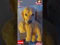 Golden Retriever'lar Sadık Dostlarımiz komik videolar #funny #crazy #fishing #rize #dog #cat