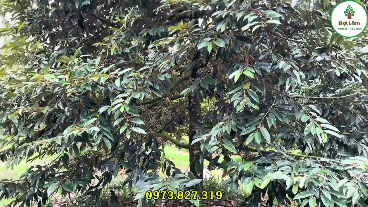 Những lưu ý quan trọng trước khi sầu riêng xả nhị để trái đậu nhiều, tròn, đẹp.