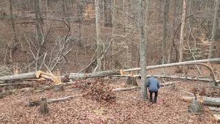 A Few More Huge Trees Down and Out – Thanks Chris!