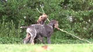 Celebrity Wirehaired pointer puppies Wealth