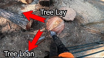 Using a Dutchman to Swing a Tree!! #arborist #treecutting #chainsaw