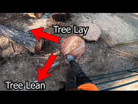 Swinging a Tree!! #arborist #treecutting #chainsaw