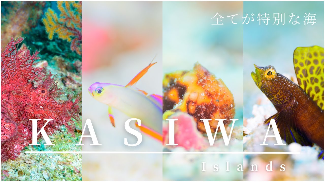 マクロ天国柏島 | SEAZOO柏島が送る圧倒される生物の宝庫のような海
