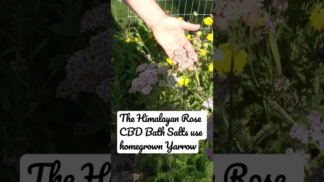 Yarrow is used in the Himalayan Rose CBD Bath Salts for a restful evening 🛁
